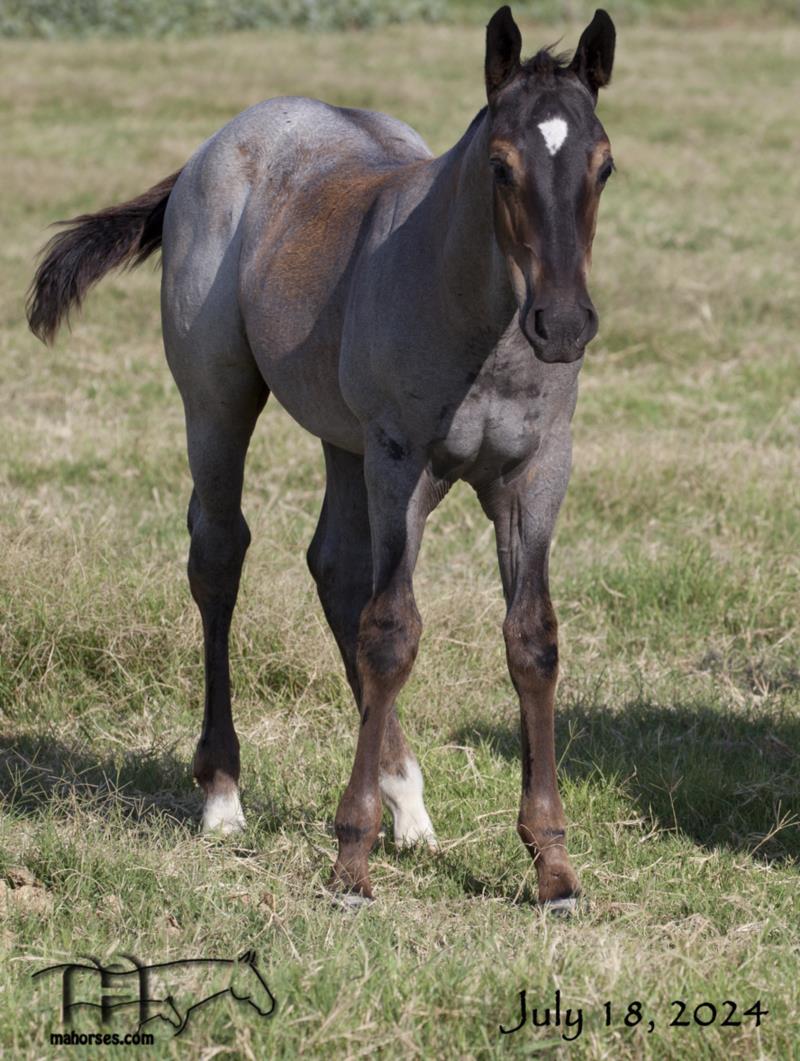 Hancocks Blu Babe MA's 2024 Blue Roan Colt